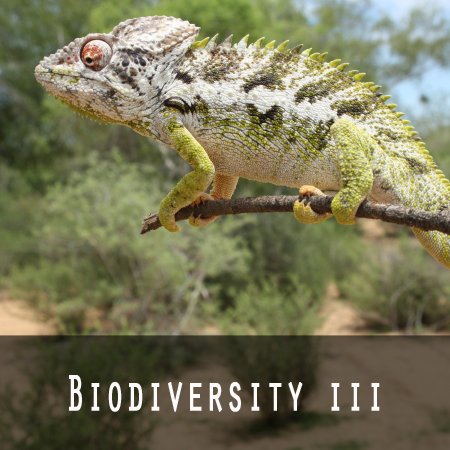 Biodiversity lll